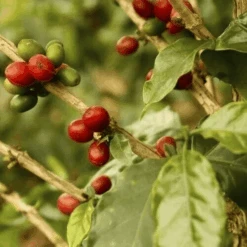 Dallis Bros. Coffee "Red Den Blend" Dark Roasted Fair Trade Organic Whole Bean Coffee - 12 Ounce Bag -Coffee Supplies Store s l9601